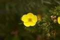 Potentilla fruticosa-1 Pięciornik krzewiasty